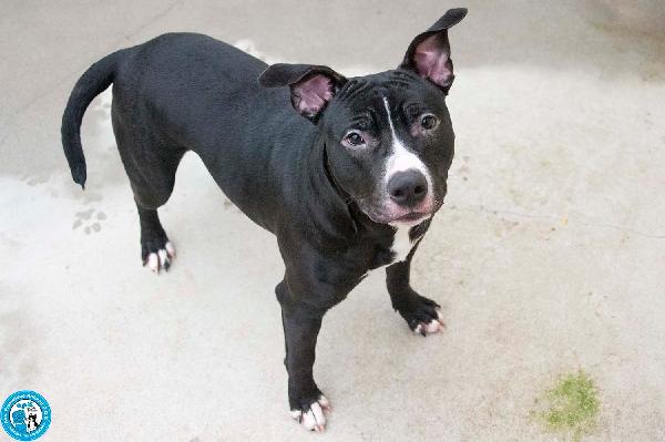 Ade, un nome come tanti. Una storia che merita un finale diverso. Foto 5